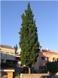 Cupressus sempervirens, Mali Lošinj